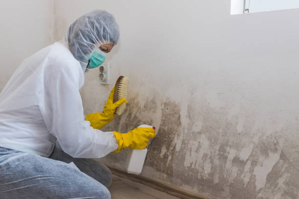 Mold Removal and Inspection in Plattsburgh, NY