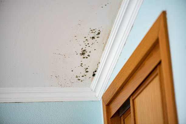 Professional Mold Removal in Plattsburgh, NY