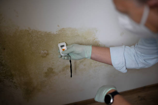 Certified Mold Removal in Plattsburgh, NY