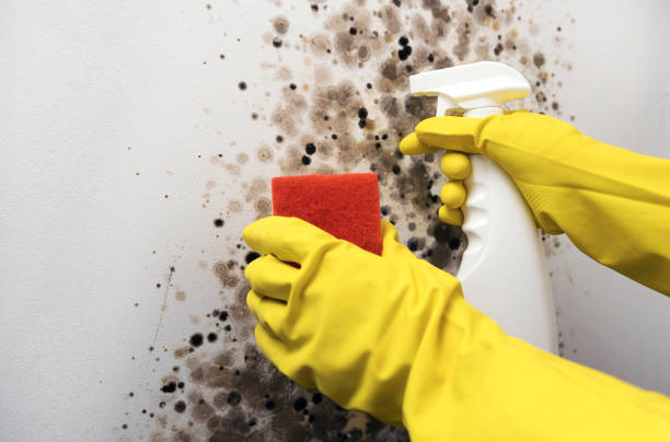 Best Toxic Mold Removal  in Plattsburgh, NY