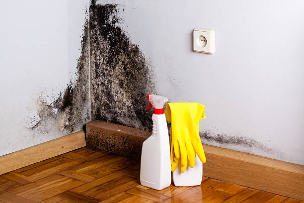 Home Mold Removal in Plattsburgh, NY